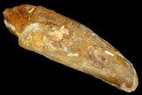 Bargain, Spinosaurus Tooth - Real Dinosaur Tooth #178547-1